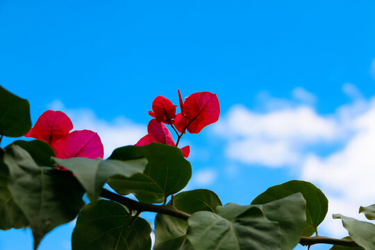 蓝天背景叶子花