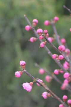 小桃红花蕾