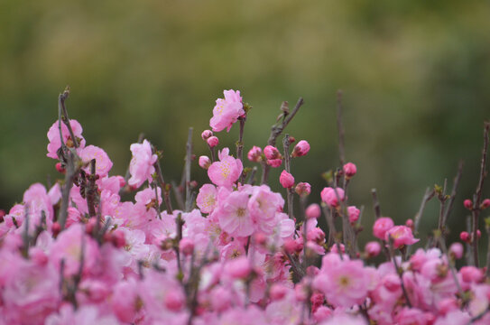 粉色梅花