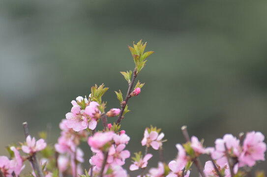 花枝