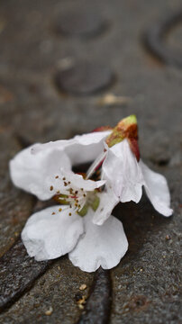 雨后落花