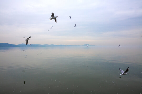 无锡太湖鼋头渚风景区海鸟