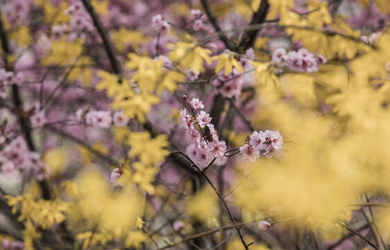 春天的花