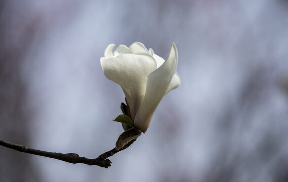 白玉兰花