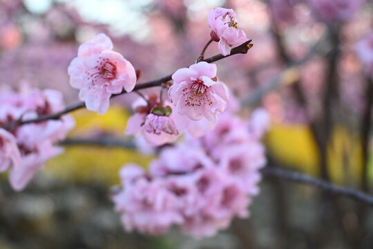 花团锦簇