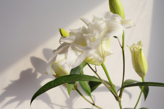 双层白色百合花