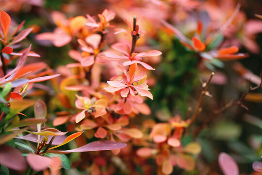 紫叶小檗