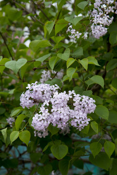 丁香花