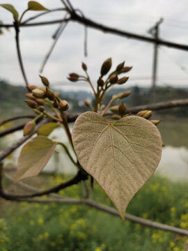 油桐树