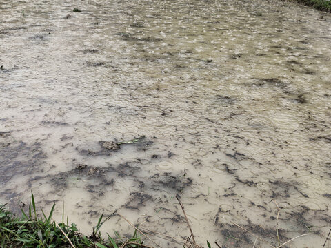 雨中的南方水田特写