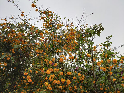 棣堂花背景