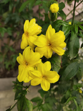 迎春花