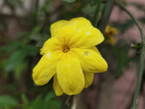 迎春花