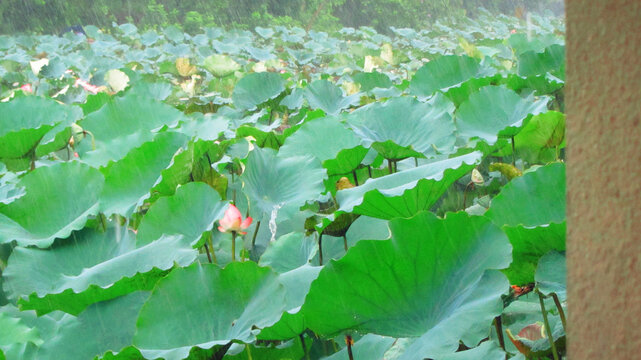 荷花池塘