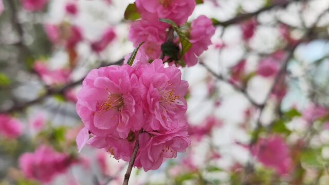 桃花盛开