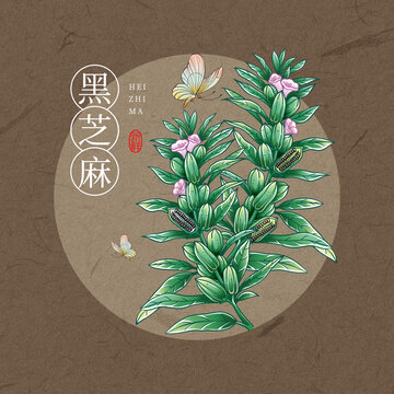 黑芝麻插画