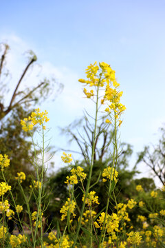 一束油菜花