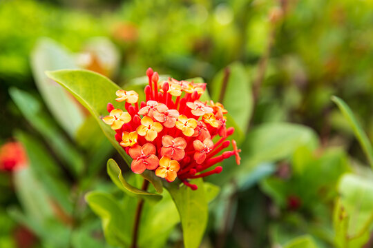 龙船花