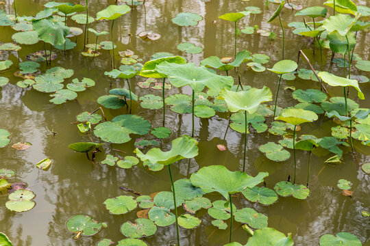 白石湖公园莲花池