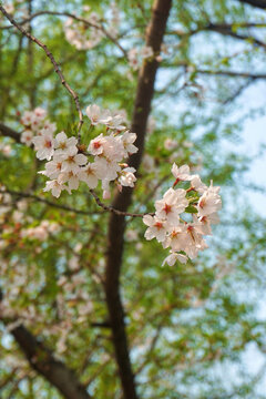 樱花