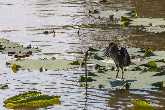 池塘觅食水鸟
