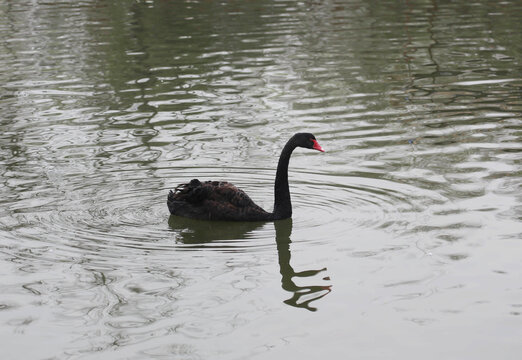 溱湖公园黑天鹅