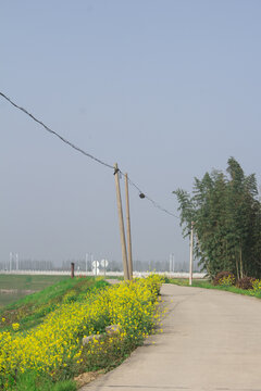 油菜花海