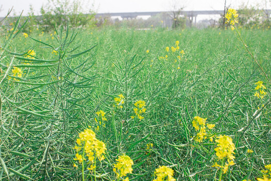 油菜花