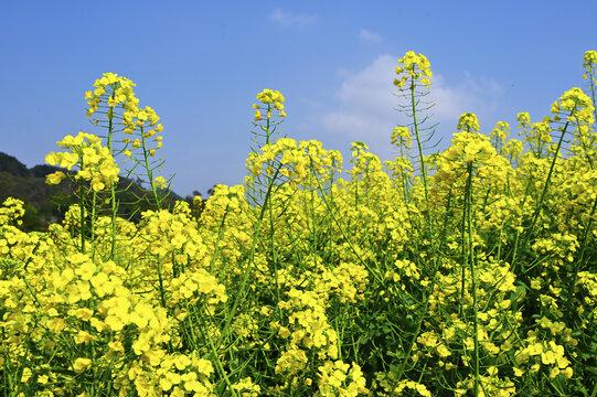 油菜花海