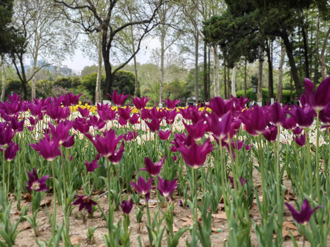 大片郁金香花