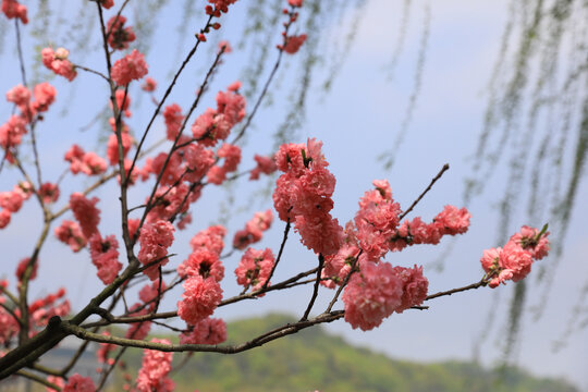 樱花