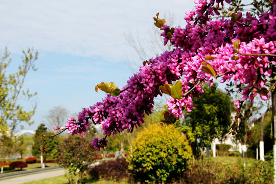 紫荆树花