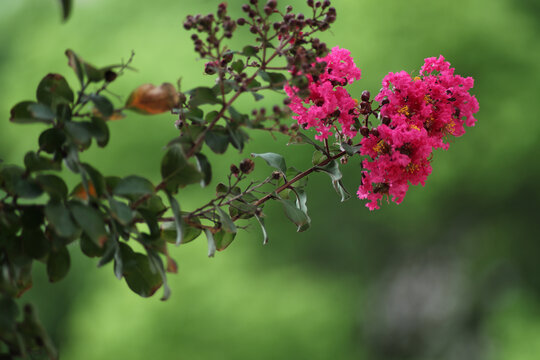 紫薇花