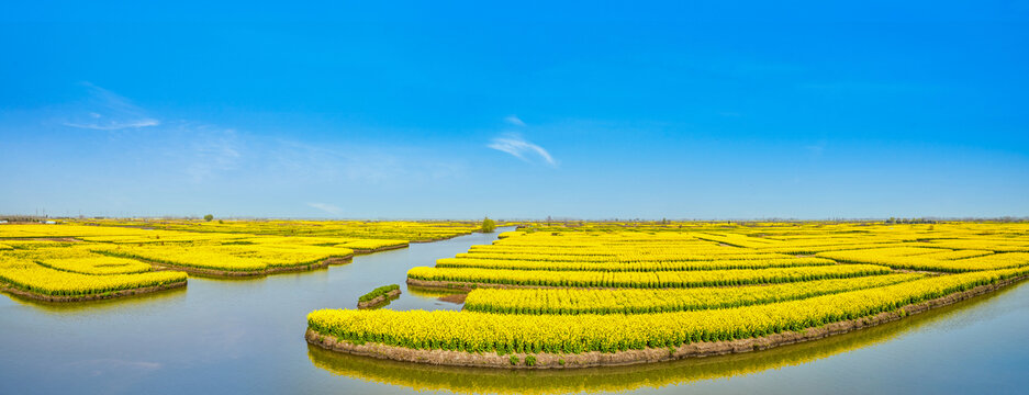 兴化千垛油菜花海