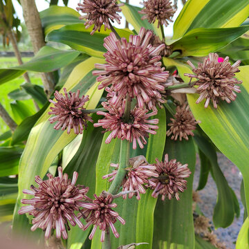 巴西木花