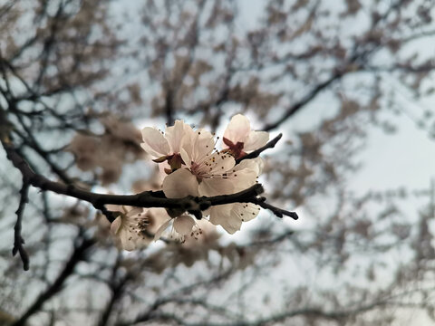 桃花