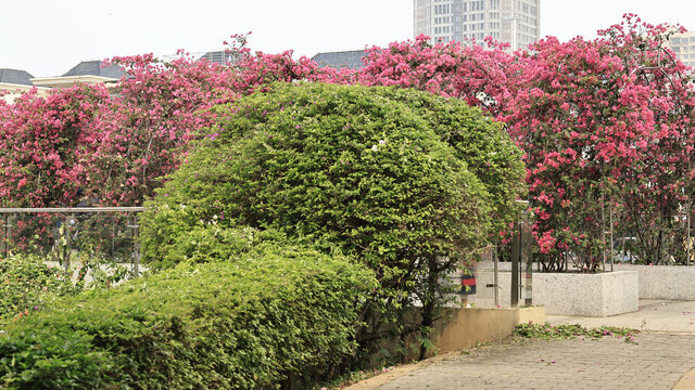 花园城市