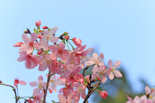 樱花春天粉色蓝天浪漫