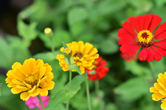 格桑花