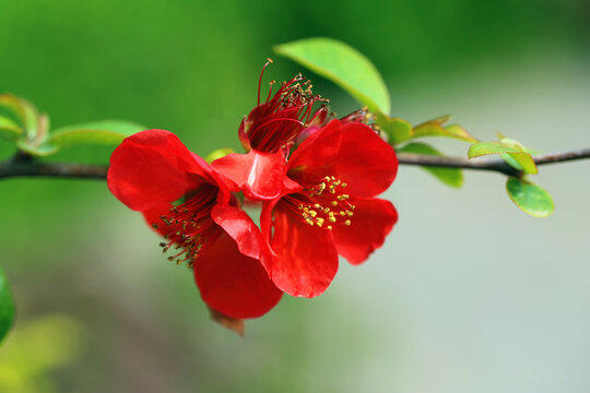 红色海棠花