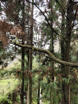 森林植被