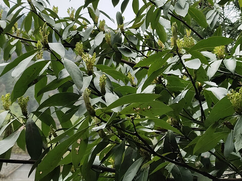 华东楠花苞