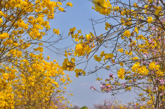 黄花风铃木