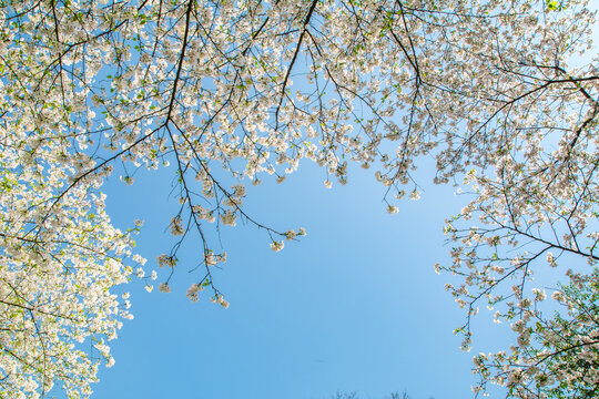 樱花天空