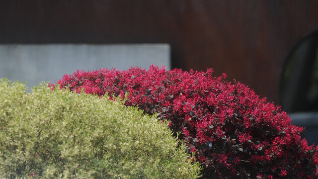 黄杨与红花檵木