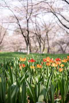 郁金香花田