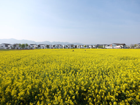 春天油菜花农村