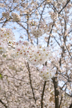 樱花