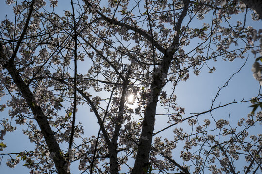 樱花烂漫