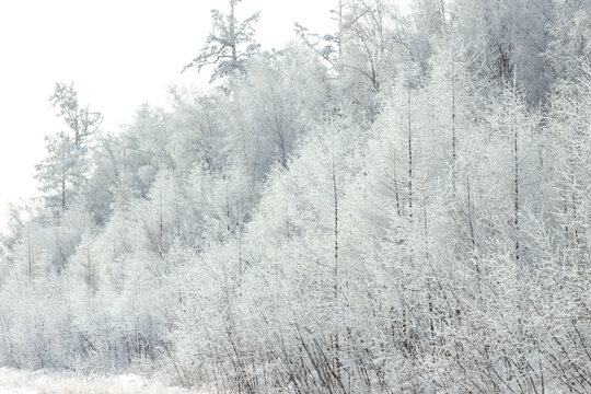 山坡森林树林雾凇